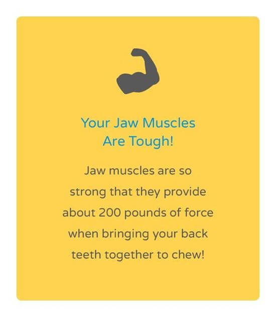 your jaw muscles are tough!